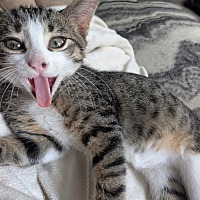 adopt a pet