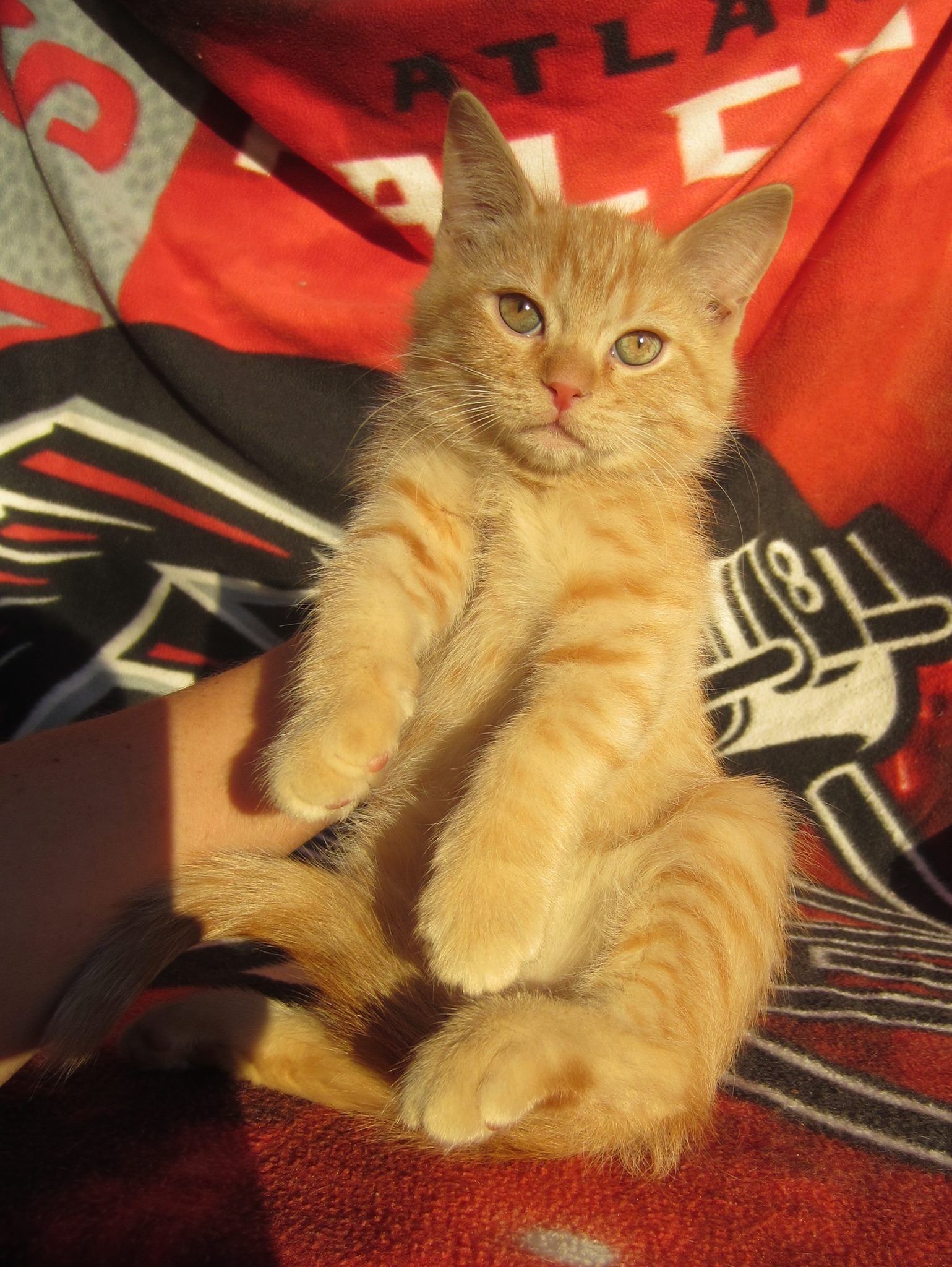 Los Angeles Ca Scottish Fold Meet Cheetoh A Pet For Adoption