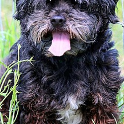 Thumbnail photo of BOONE(OUR "SHIH-POO" ADORABLE! #2