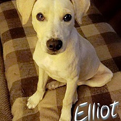 Thumbnail photo of Elliot aka 'El' #2