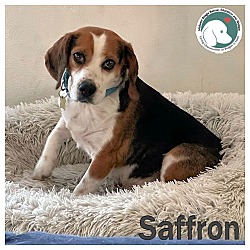 Photo of Saffron
