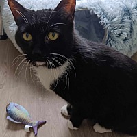 adopt a pet