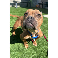 adopt-pet