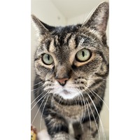 adopt-pet