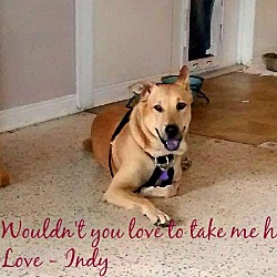 Thumbnail photo of Indy (fostered in FL) #2