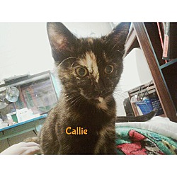 Photo of Callie