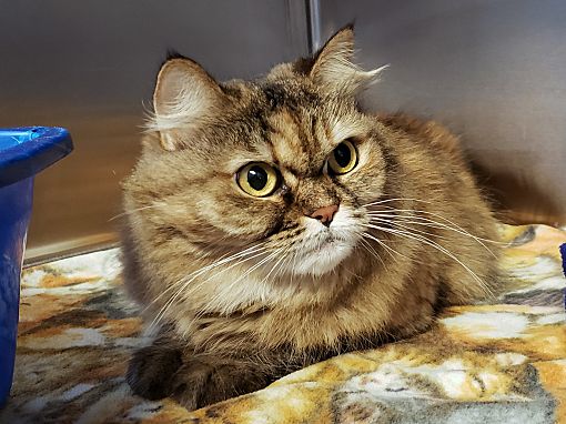 Sarasota Fl Persian Meet Maggie May A Pet For Adoption