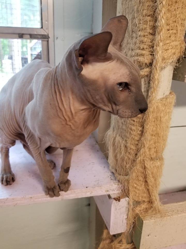Savannah Ga Sphynx Meet Gilbert A Pet For Adoption
