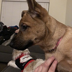 Puppies For Sale In Benton Arkansas Adoptapet Com