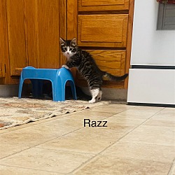 Photo of Razz