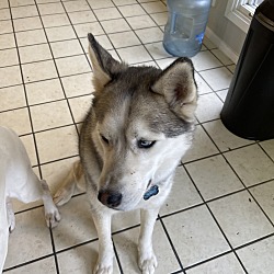 Photo of Chance