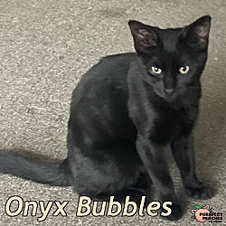 Photo of Onyx Bubbles