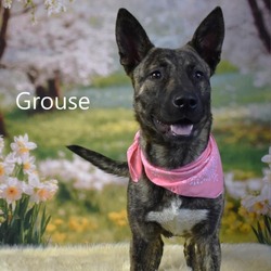 Thumbnail photo of Grouse #1