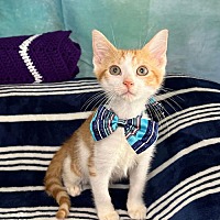 adopt a pet