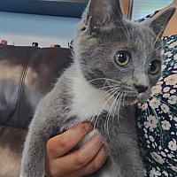 adopt a pet