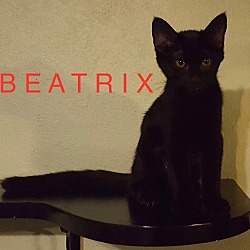 Thumbnail photo of Beatrix-adopted 2-17-18 #1