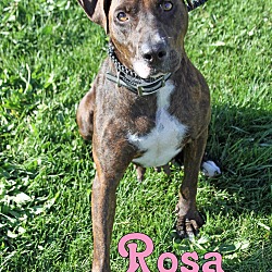 Thumbnail photo of Rosa #2