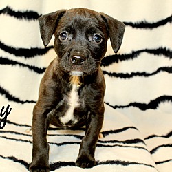 Thumbnail photo of Zippy~adopted! #2