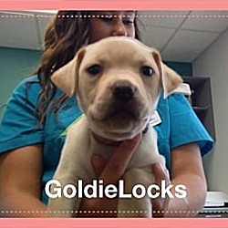 Photo of Goldie Locks