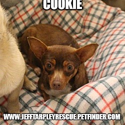 Photo of Cookie in Texarkana Texas