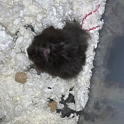 Photo of Mantella