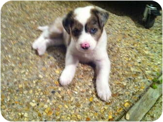 Baton Rouge La Australian Shepherd Meet Jasmine A Pet For Adoption