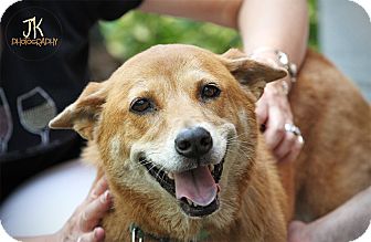 Nashville, TN - Shepherd (Unknown Type). Meet Lady a Pet ...