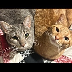 Photo of Carrot and Stormy