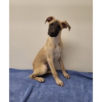 adopt-pet