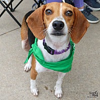 adopt a pet
