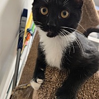 adopt a pet