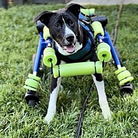 adopt a pet
