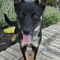 adopt a pet