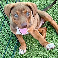 adopt a pet