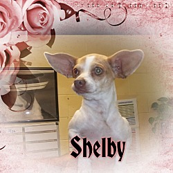 Photo of shelby