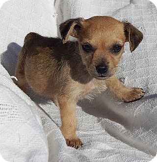 border terrier cross dachshund