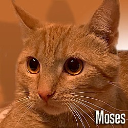 Thumbnail photo of Moses II #2