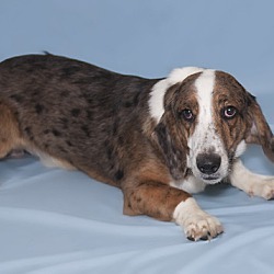 Australian shepherd 2025 basset hound