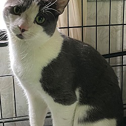 Windsor, CT Domestic Shorthair. Meet Locket a Pet for Adoption