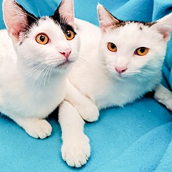 Thumbnail photo of Bottle-Fed Bonded Brothers Alfie & Andy #2