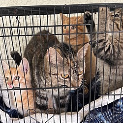 Photo of Urgent Kittens in danger