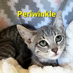 Photo of Periwinkle