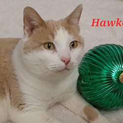 Photo of Hawkeye