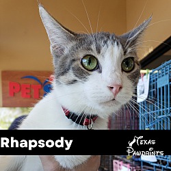 Photo of Rhapsody