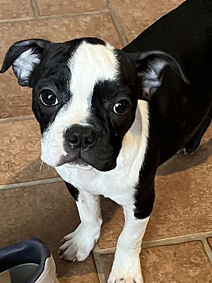 Winchester, Va - Boston Terrier Boston Terrier. Meet Earnestine A Pet 