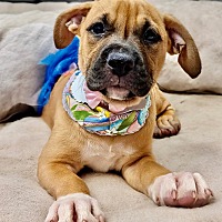 adopt a pet