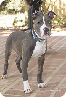 american pitbull terrier puppies louisiana oliver adopted puppy baton rouge la american staffordshire american pitbull terrier puppies louisiana oliver adopted puppy baton rouge la american staffordshire