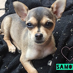 Thumbnail photo of Samosa #1
