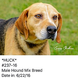 Thumbnail photo of Huck - ADOPTED! #3