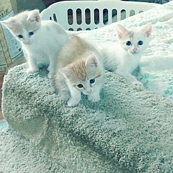 Thumbnail photo of Orange and White kittens #1